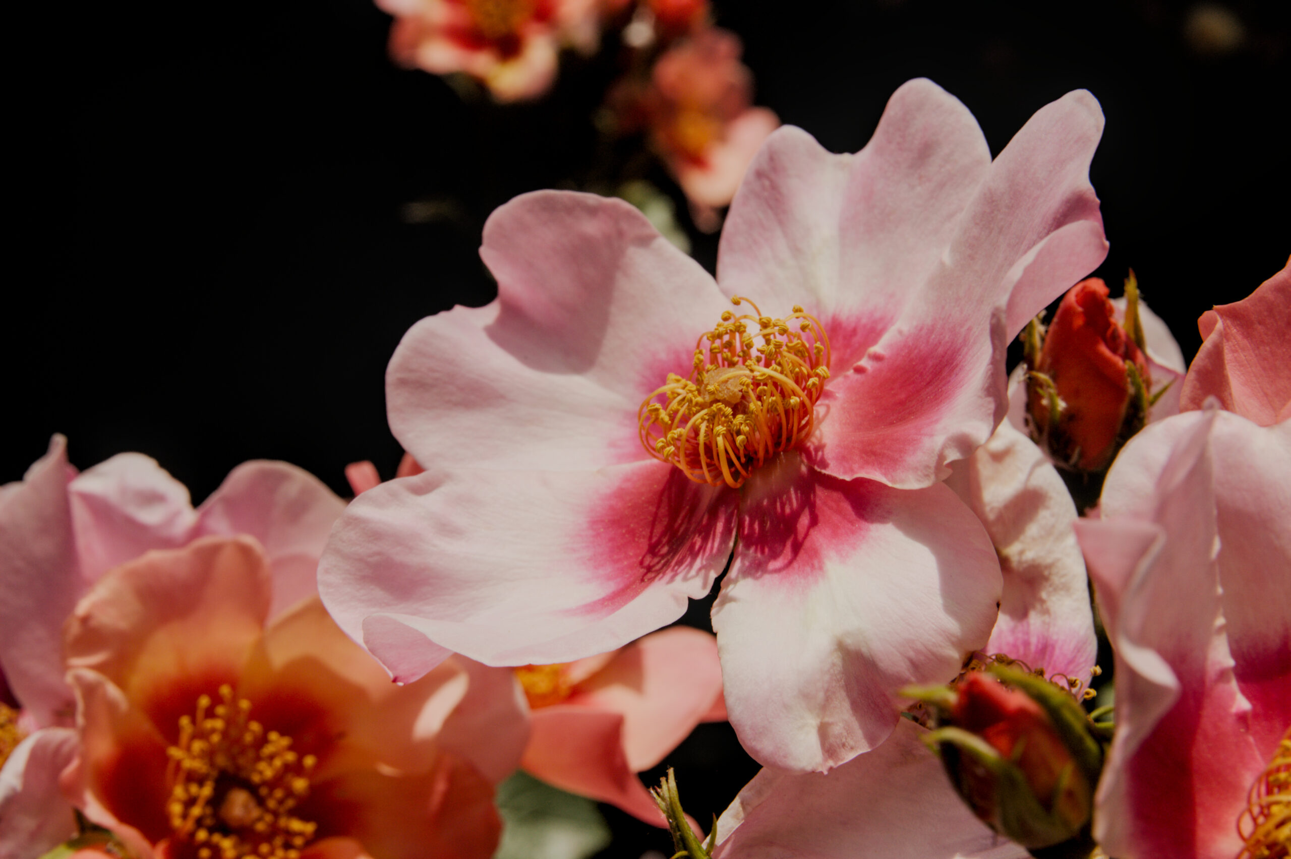 Roos in eigen tuin A close-up photograph of several light pink flowers with dark pink centers and yellow stamens against a dark, out-of-focus background. The central flower features petals that transition from a pale pink at the edges to a deep magenta near the center. Numerous thin yellow stamens are clustered in the middle of this flower. To the left, another partially visible pink flower is in soft focus, while unopened flower buds with reddish tips are positioned on the right. The background is dark and blurred.