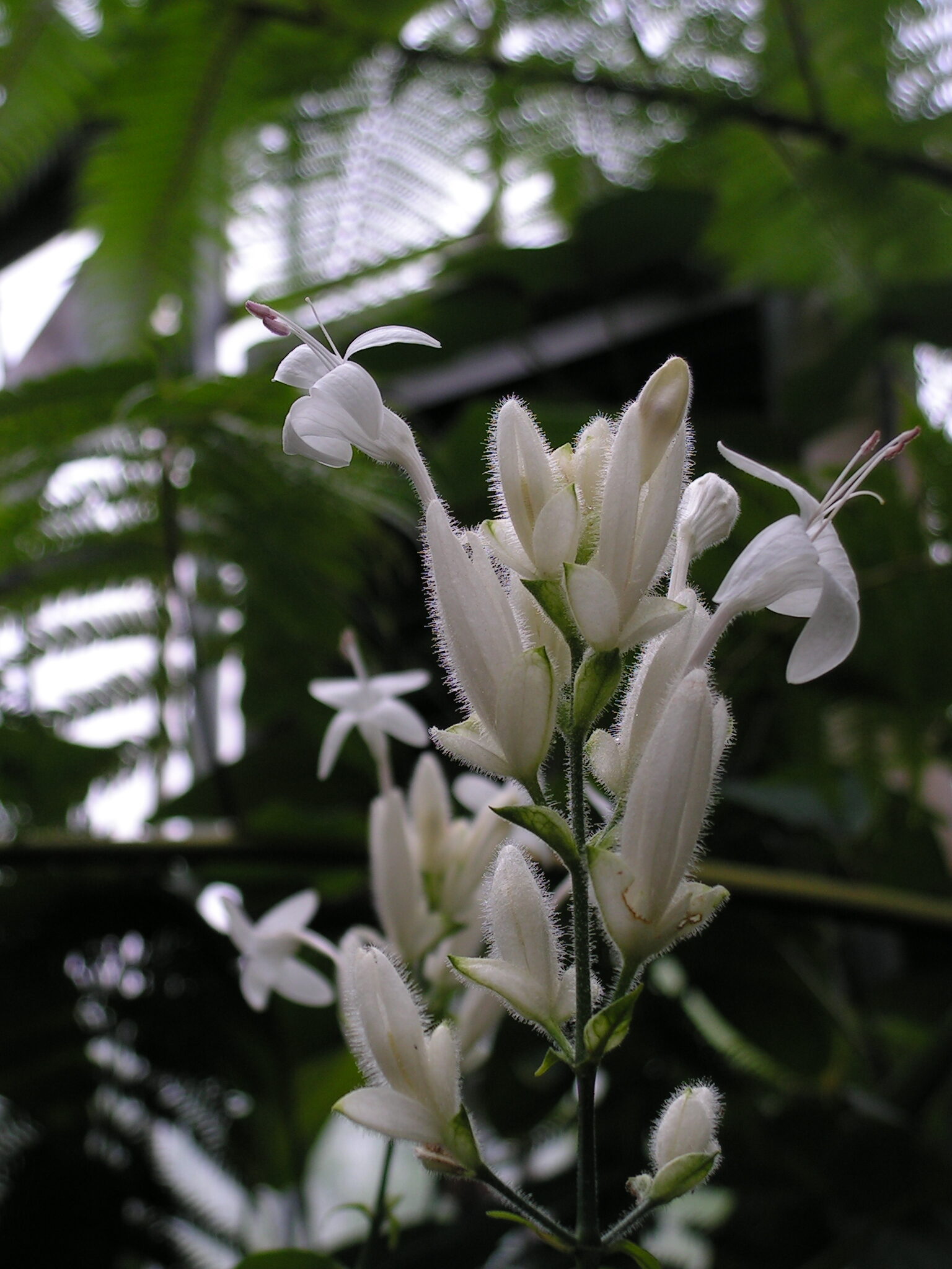 Witte bloem in Hortus Witte bloem in Hortus