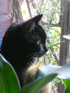 Poes Twilight kijkt uit het raam