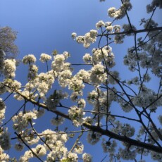 An image of dark tree branches covered in small white blossoms against a clear blue sky. The branches extend from the top and right sides of the frame. Numerous clusters of white flowers are distributed along the thin, dark twigs. Some blossoms are brightly lit by sunlight, while others are in shadow. A few small green leaves and a portion of brown tree branches are visible at the bottom An image of dark tree branches covered in small white blossoms against a clear blue sky. The branches extend from the top and right sides of the frame. Numerous clusters of white flowers are distributed along the thin, dark twigs. Some blossoms are brightly lit by sunlight, while others are in shadow. A few small green leaves and a portion of brown tree branches are visible at the bottom