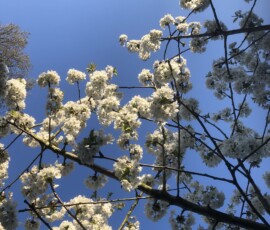 An image of dark tree branches covered in small white blossoms against a clear blue sky. The branches extend from the top and right sides of the frame. Numerous clusters of white flowers are distributed along the thin, dark twigs. Some blossoms are brightly lit by sunlight, while others are in shadow. A few small green leaves and a portion of brown tree branches are visible at the bottom