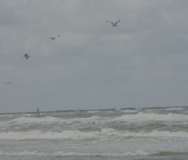 Wijk aan zee An overcast seascape featuring a cloudy grey sky above choppy ocean waves. Several seagulls are scattered across the sky in flight. The water has numerous white-capped waves rolling towards the foreground. On the far left, a blue kite and a dark sail are visible in the distance. A small, distant structure stands on the horizon to the far right.