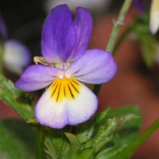 KONICA MINOLTA DIGITAL CAMERA