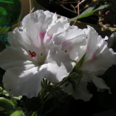 KONICA MINOLTA DIGITAL CAMERA