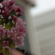 Sierappel en hommel A close-up photograph of a cluster of light pink flowers and green leaves. Some flowers are fully open, while others are closed pink buds. A small, blurry insect is captured in flight near the bottom of the floral arrangement. The background is out of focus, showing a light-colored surface and a dark, angled structure in the upper left.