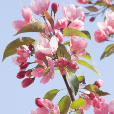 Sierappelbloesem close-up photograph of pink flowering tree branches against a clear, light blue sky. Clusters of blossoms in various stages of bloom, ranging from dark pink buds to fully opened light pink petals, are spread along the branches. Green leaves are interspersed among the flowers and buds. The thin, dark branches extend diagonally through the frame.