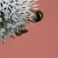 KONICA MINOLTA DIGITAL CAMERA