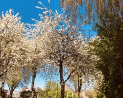 Week 17: Creatieve (Smartphone) Foto A sunny outdoor scene featuring several trees with white blossoms under a clear blue sky. Long, yellowish-green willow branches hang from the top right corner of the frame. A path on the right side of the image is partially shaded by the trees, with shadows stretching across the ground. In the midground, wooden playground structures are partially visible behind green bushes and flowering trees. The bright sunlight illuminates the white petals and green foliage throughout the park.